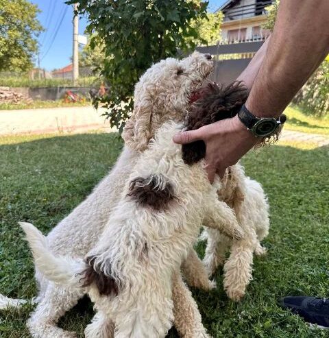 Lagotto Romagnolo, dostupni štenci