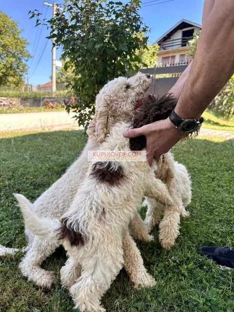 Lagotto Romagnolo, dostupni štenci