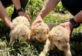 Lagotto Romagnolo, dostupni štenci
