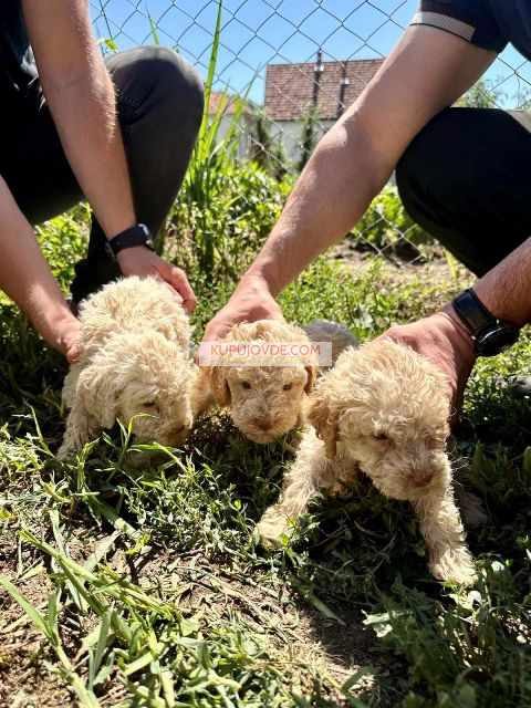 Lagotto Romagnolo, dostupni štenci