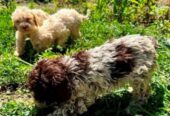 Lagotto Romagnolo, dostupni štenci