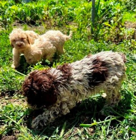 Lagotto Romagnolo, dostupni štenci
