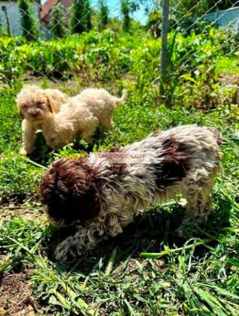 Lagotto Romagnolo, dostupni štenci