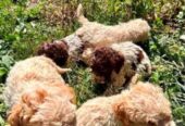 Lagotto Romagnolo, dostupni štenci