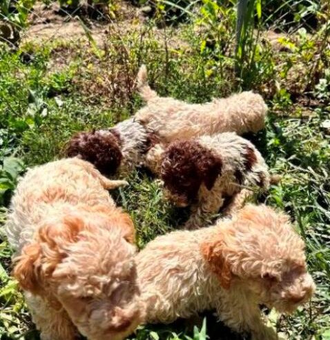 Lagotto Romagnolo, dostupni štenci