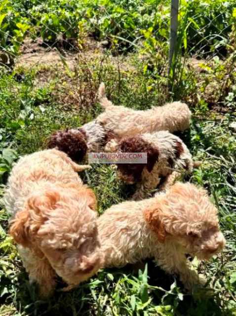 Lagotto Romagnolo, dostupni štenci