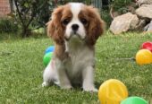 Cavalir king Charles spaniel štene vrhunskog kvali