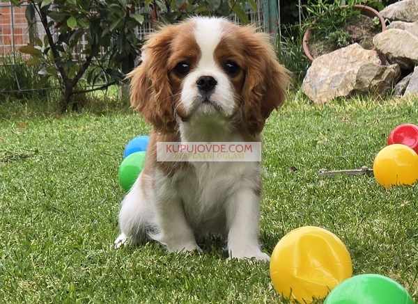 Cavalir king Charles spaniel štene vrhunskog kvali