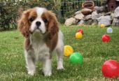 Cavalir king Charles spaniel štene vrhunskog kvali