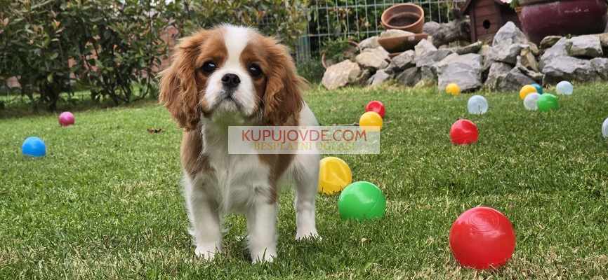 Cavalir king Charles spaniel štene vrhunskog kvali