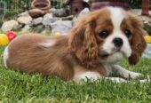 Cavalir king Charles spaniel štene vrhunskog kvali