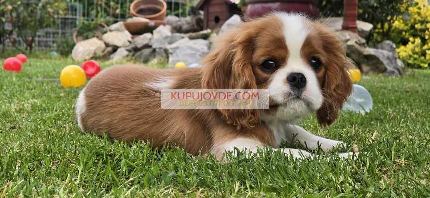 Cavalir king Charles spaniel štene vrhunskog kvali