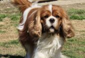 Cavalir king Charles spaniel štene vrhunskog kvali