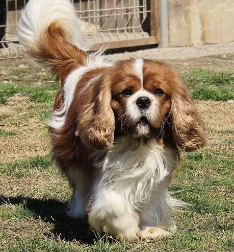 Cavalir king Charles spaniel štene vrhunskog kvali