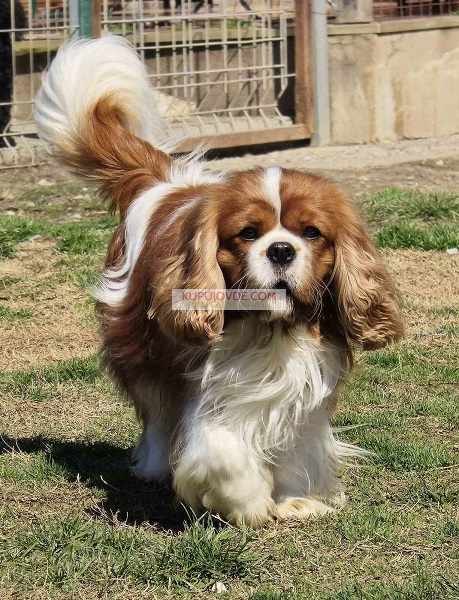 Cavalir king Charles spaniel štene vrhunskog kvali