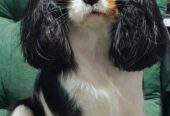 Cavalir king Charles spaniel štene vrhunskog kvali