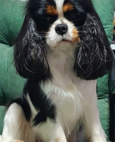 Cavalir king Charles spaniel štene vrhunskog kvali