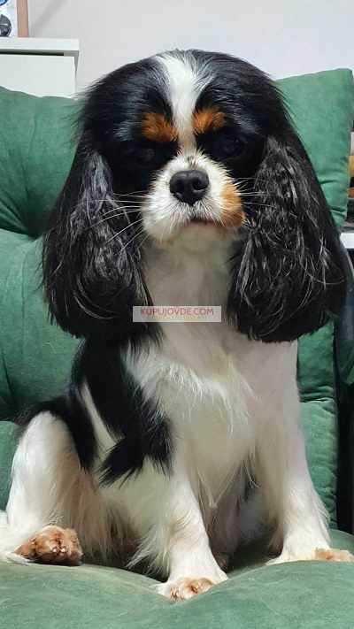 Cavalir king Charles spaniel štene vrhunskog kvali