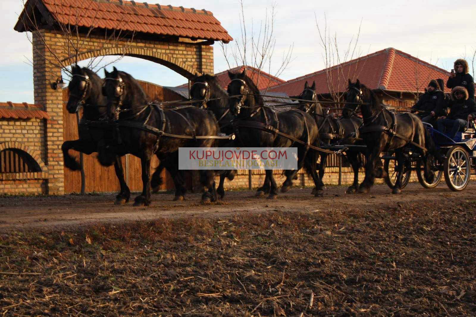 Frizijski konji na prodaju