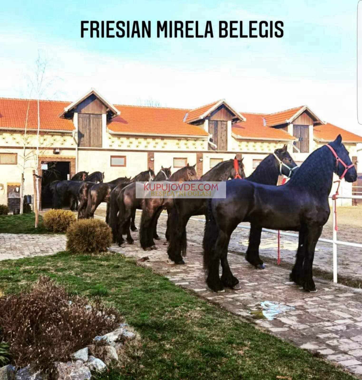 Frizijski konji na prodaju