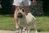 Američka akita