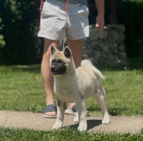 Američka akita