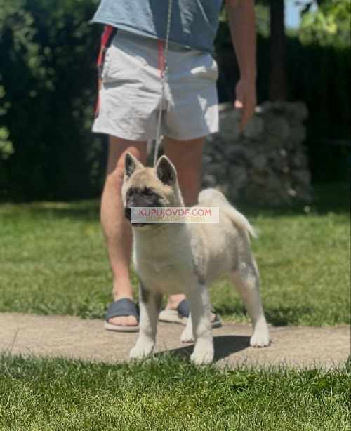 Američka akita