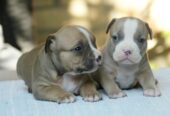 American bully (Američki buli)