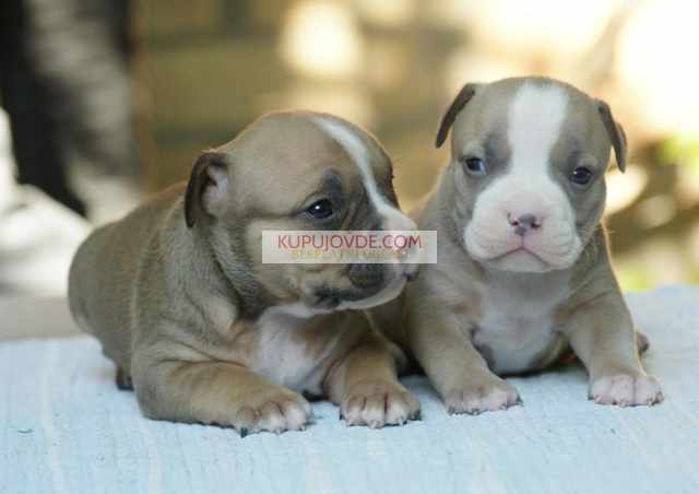 American bully (Američki buli)