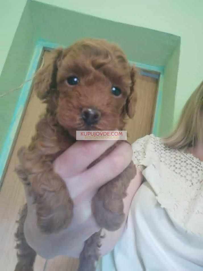 Crvena toy pudla