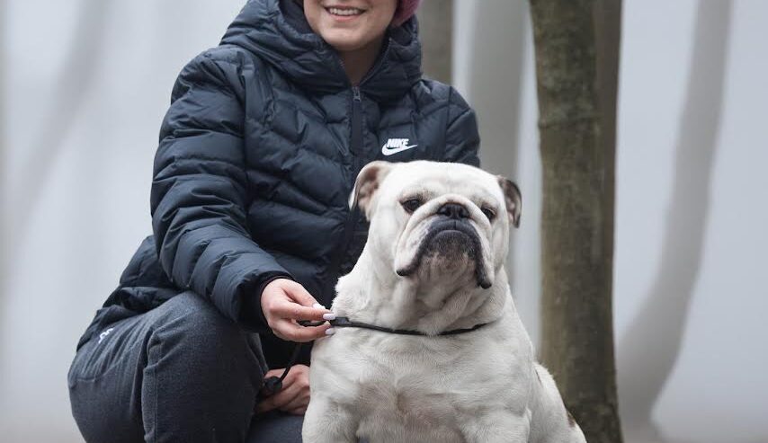 Engleski buldog