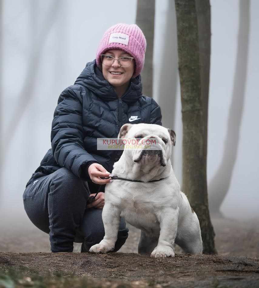 Engleski buldog