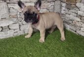Francuski buldog