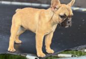 Francuski Buldog
