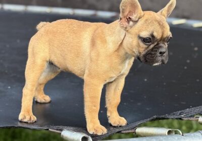 1-francuski-buldog-M0625