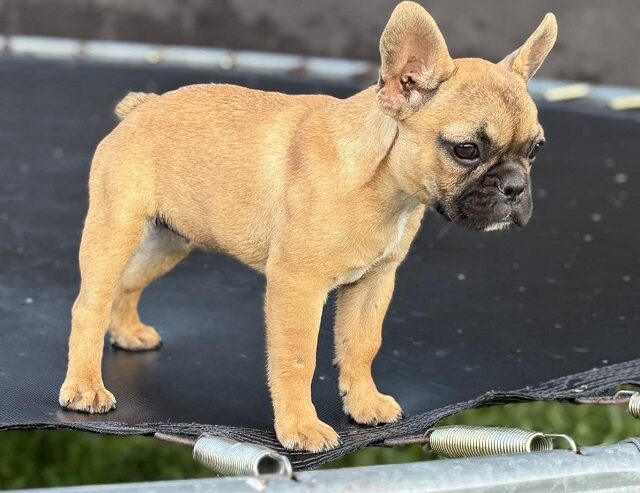 Francuski Buldog
