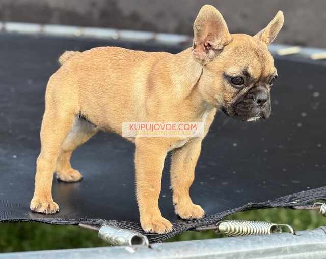 Francuski Buldog