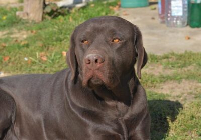 1-labrador-O0625
