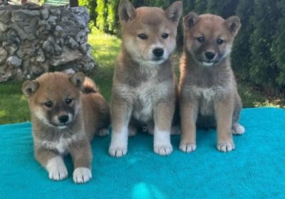 1-shiba-inu-SM0625
