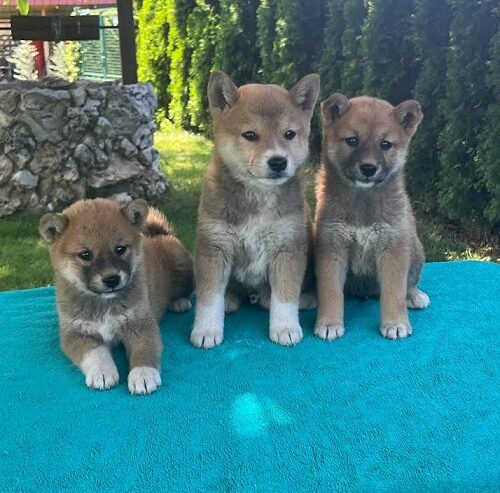 Shiba inu (šiba inu) štenci