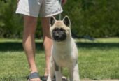 Američka akita