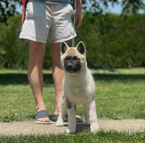 Američka akita