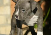 American bully (Američki buli)