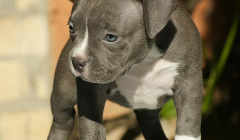 American bully (Američki buli)