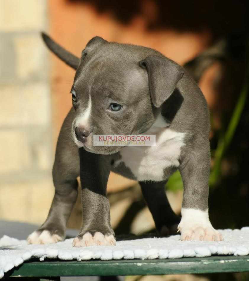 American bully (Američki buli)