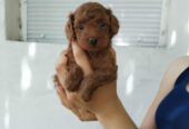 Crvena toy pudla