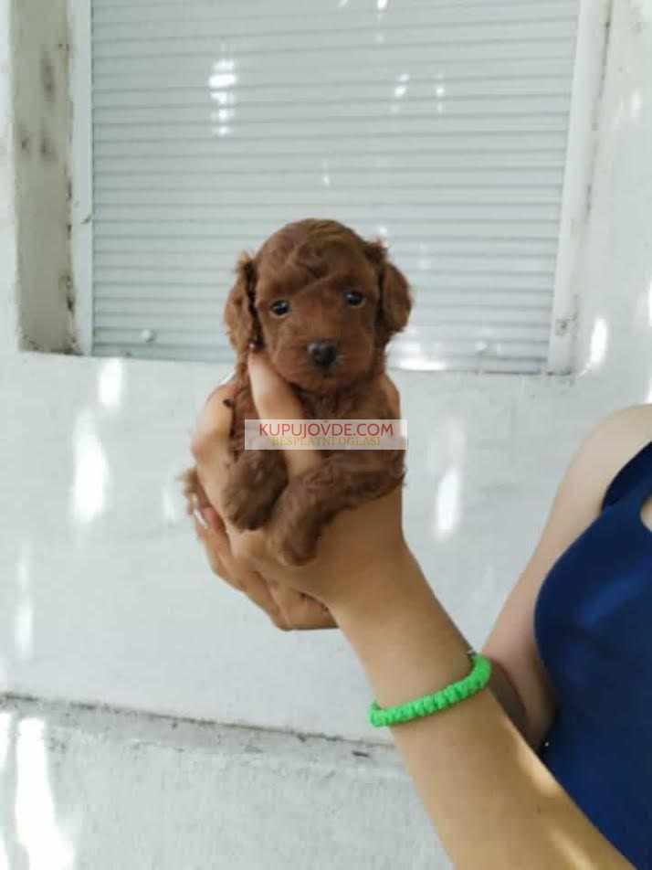 Crvena toy pudla