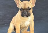 Francuski Buldog