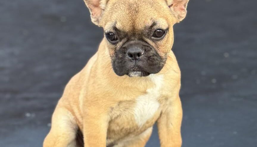 Francuski Buldog