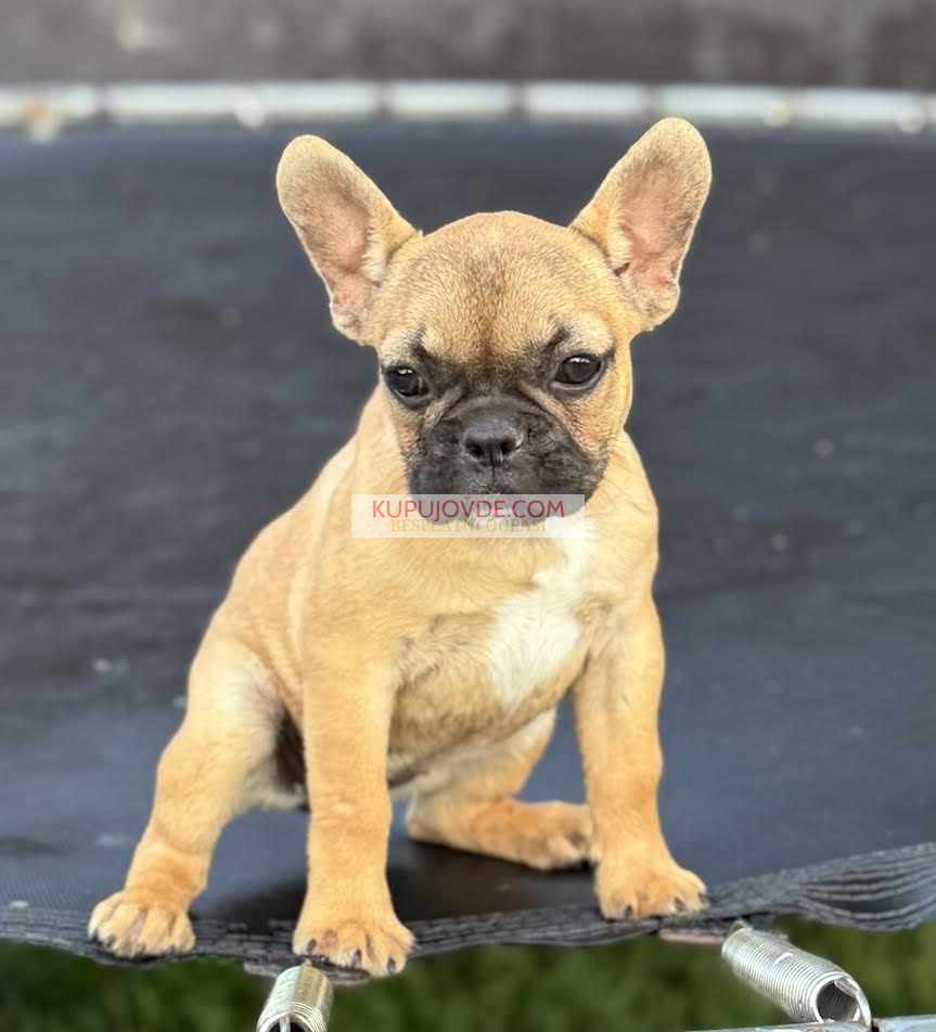 Francuski Buldog